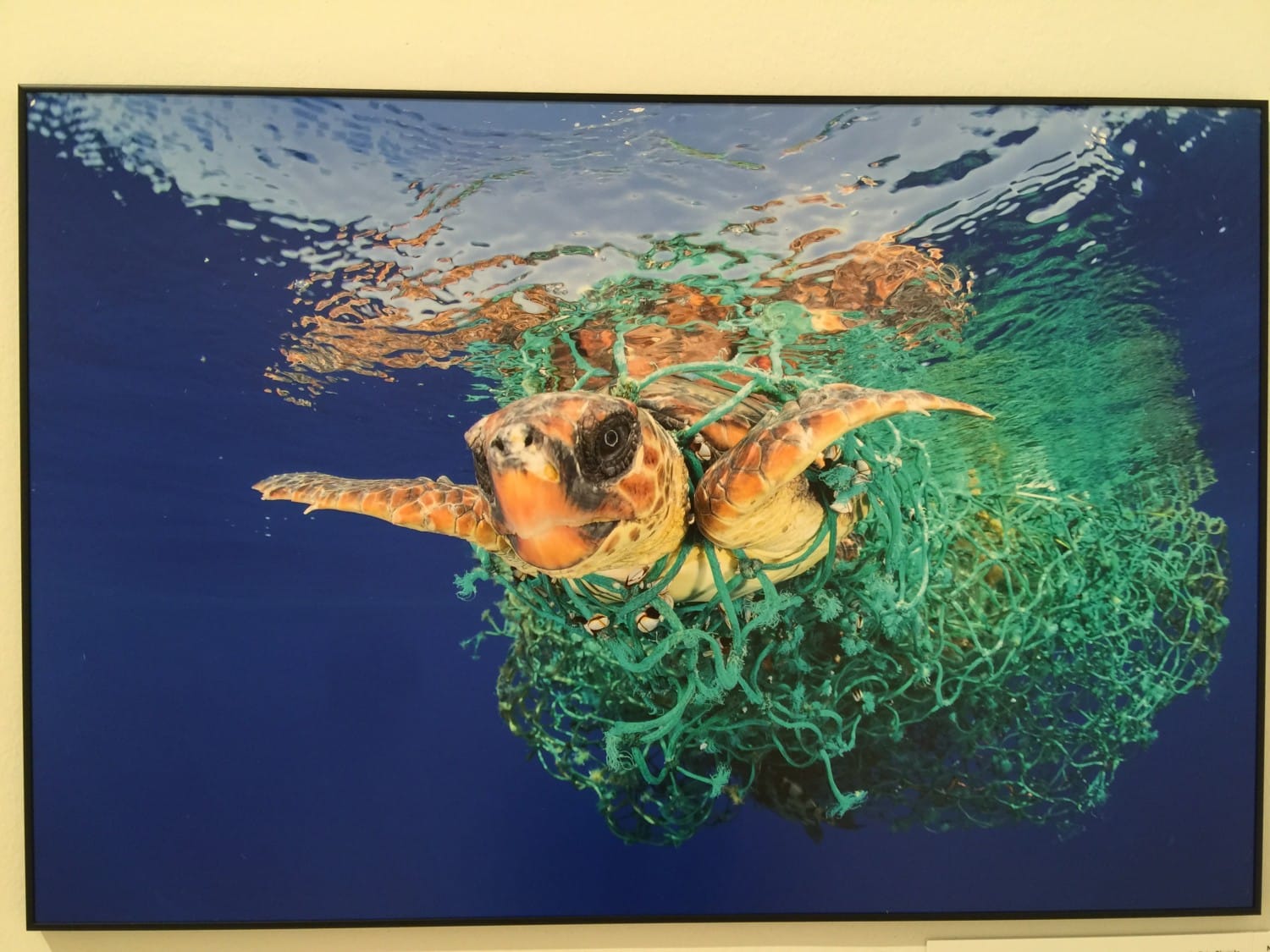 world press photo 2017
