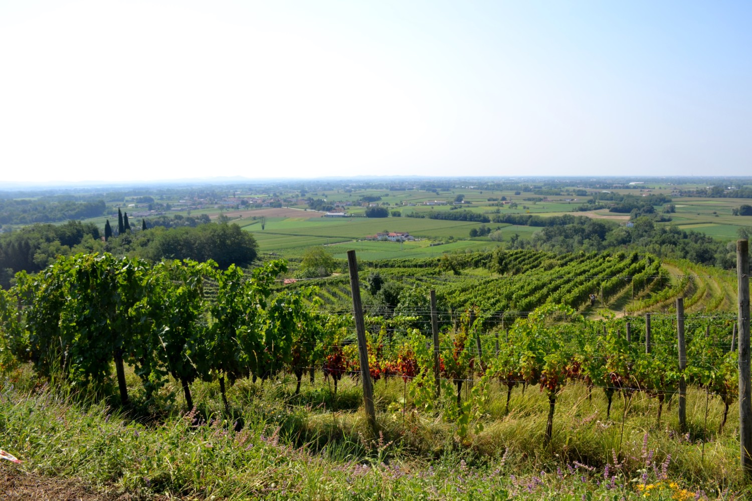 wine tour friuli musement