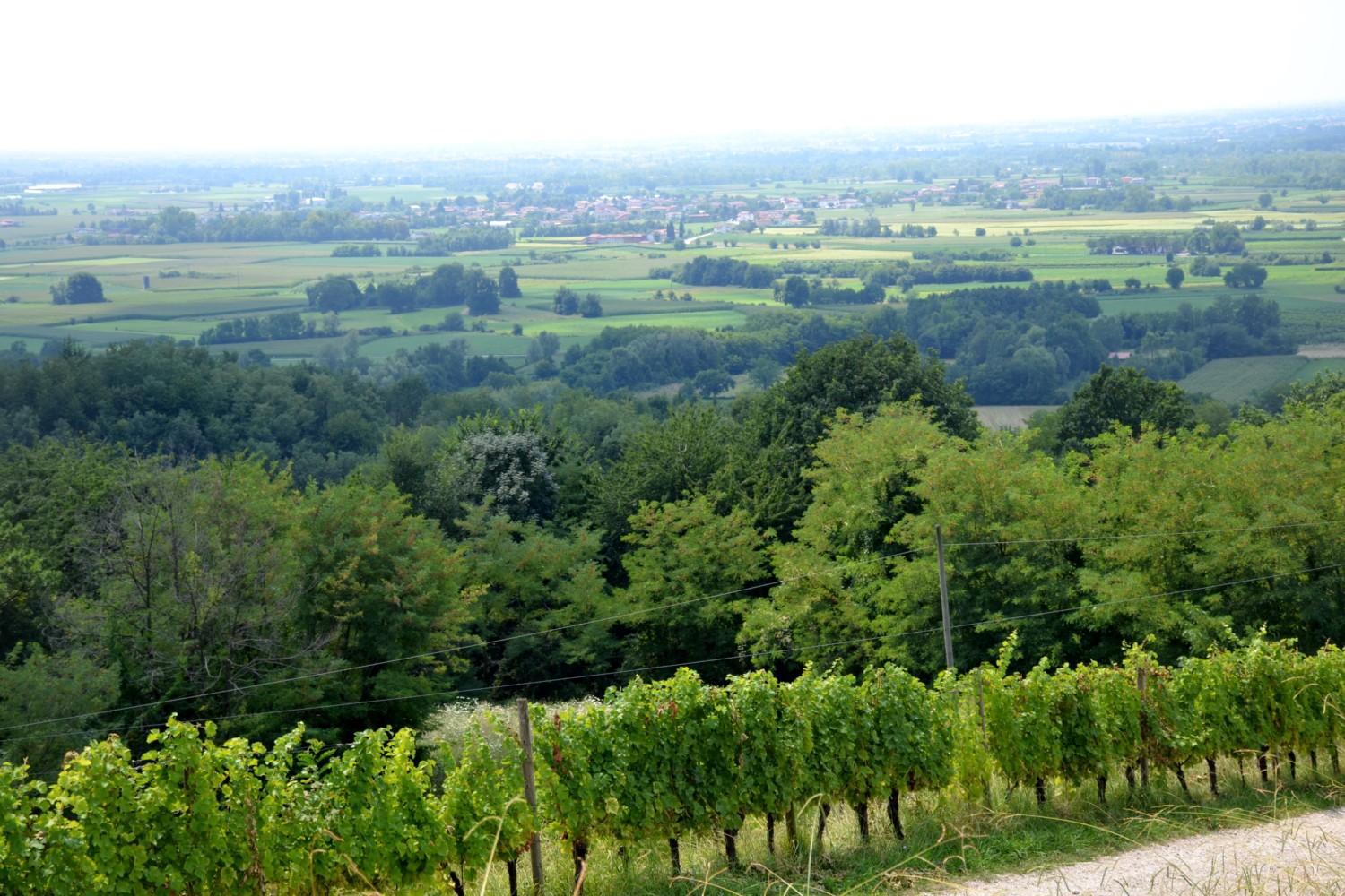 wine tour friuli musement