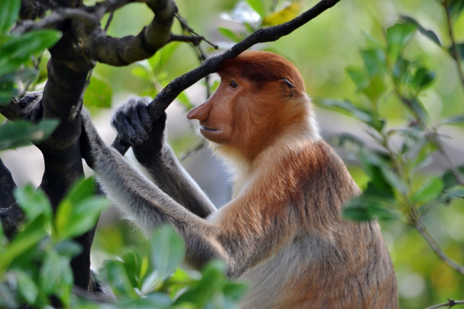 borneo scimmie proboscide borneo scimmie proboscide