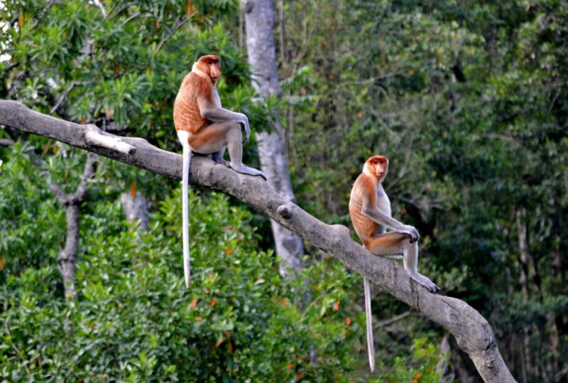 Borneo scimmie proboscide
