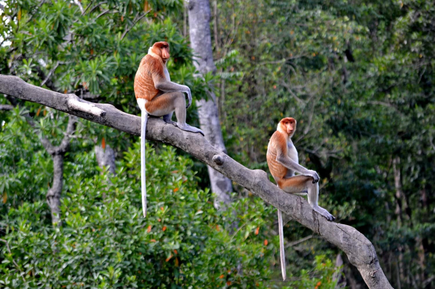 Borneo scimmie proboscide