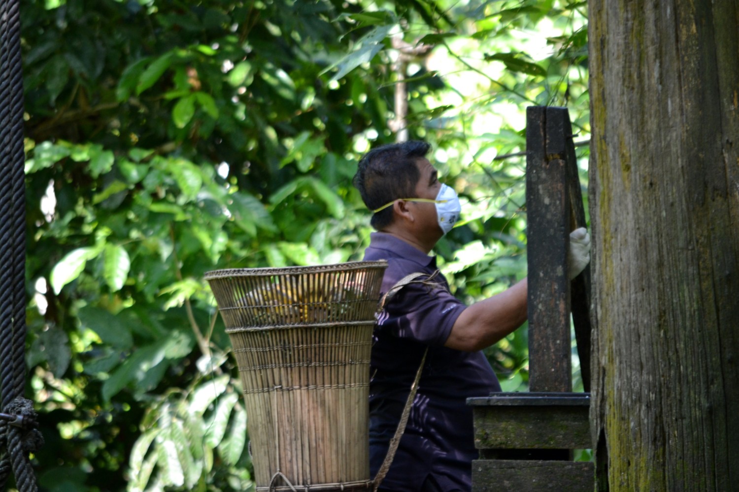 oranghi borneo oranghi borneo