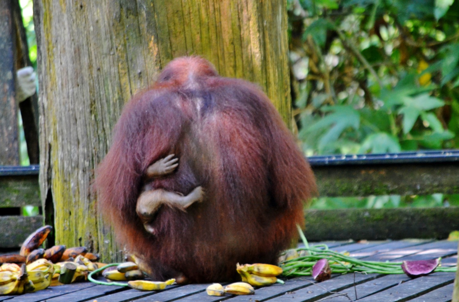 oranghi borneo oranghi borneo