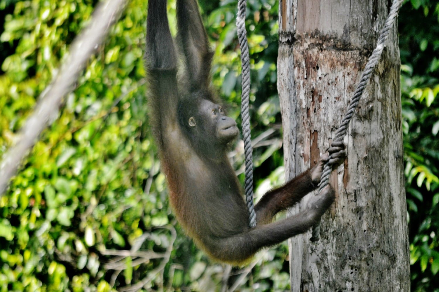 oranghi borneo oranghi borneo