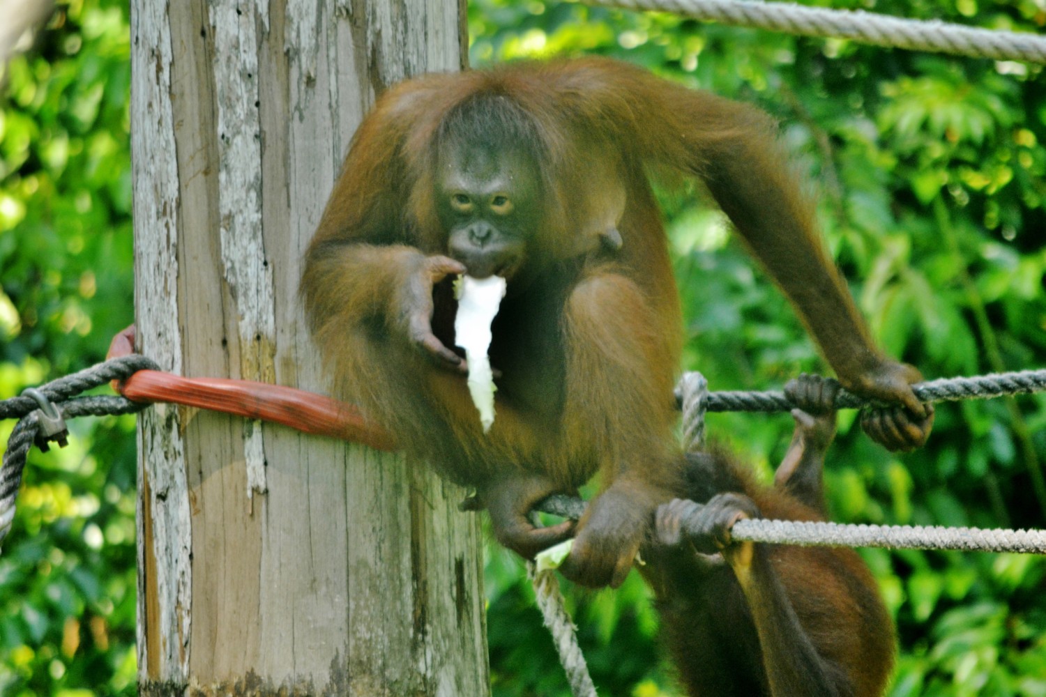 oranghi borneo oranghi borneo