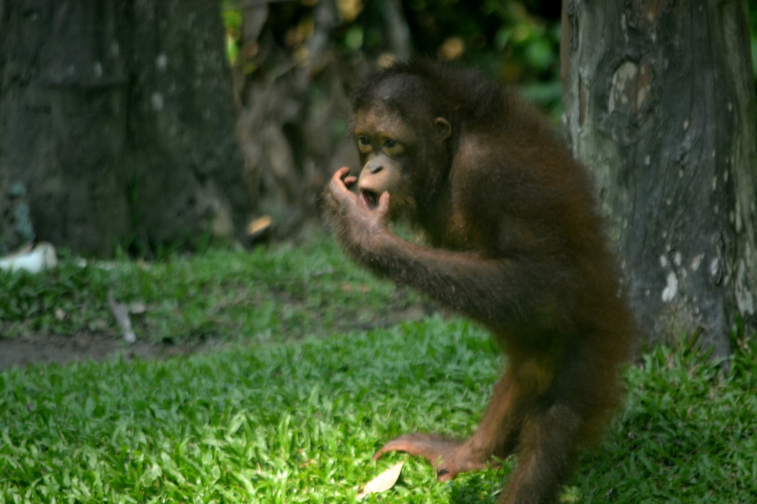 oranghi borneo oranghi borneo