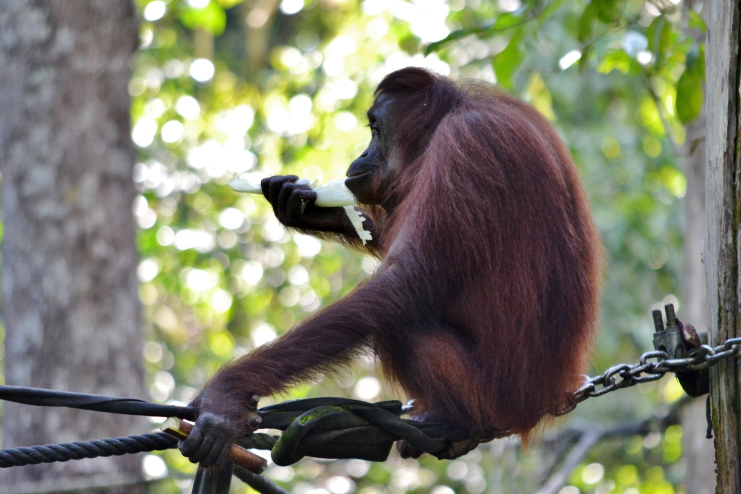 oranghi borneo oranghi borneo
