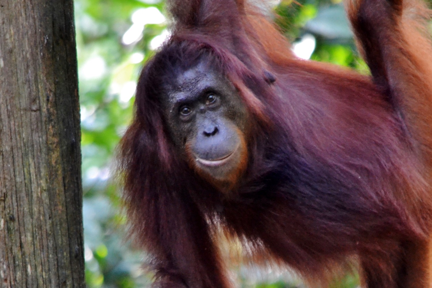 oranghi borneo oranghi borneo