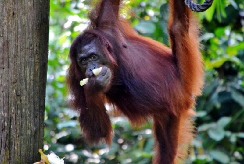 oranghi Borneo