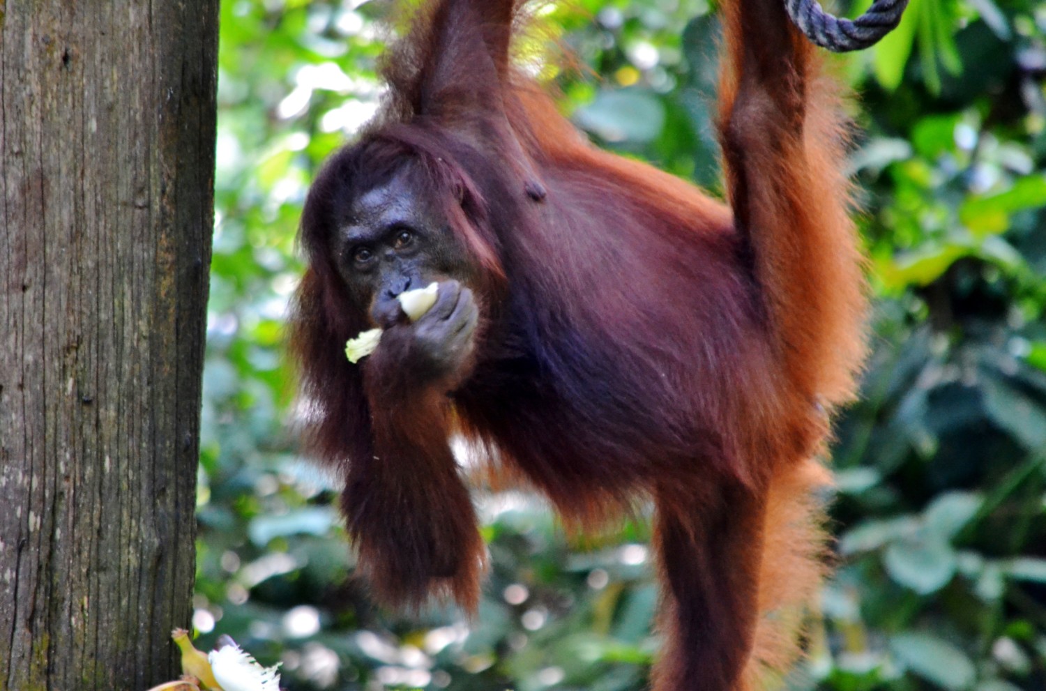 oranghi Borneo