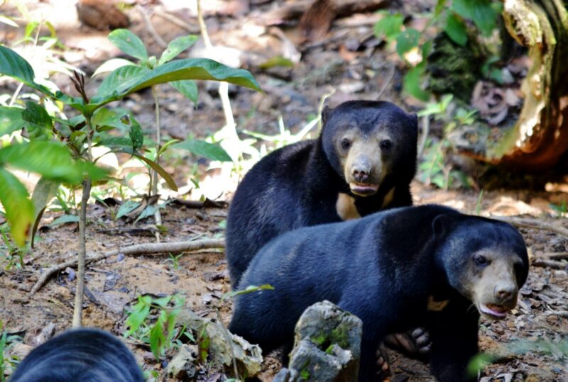 dove vedere gli orsi del borneo malese