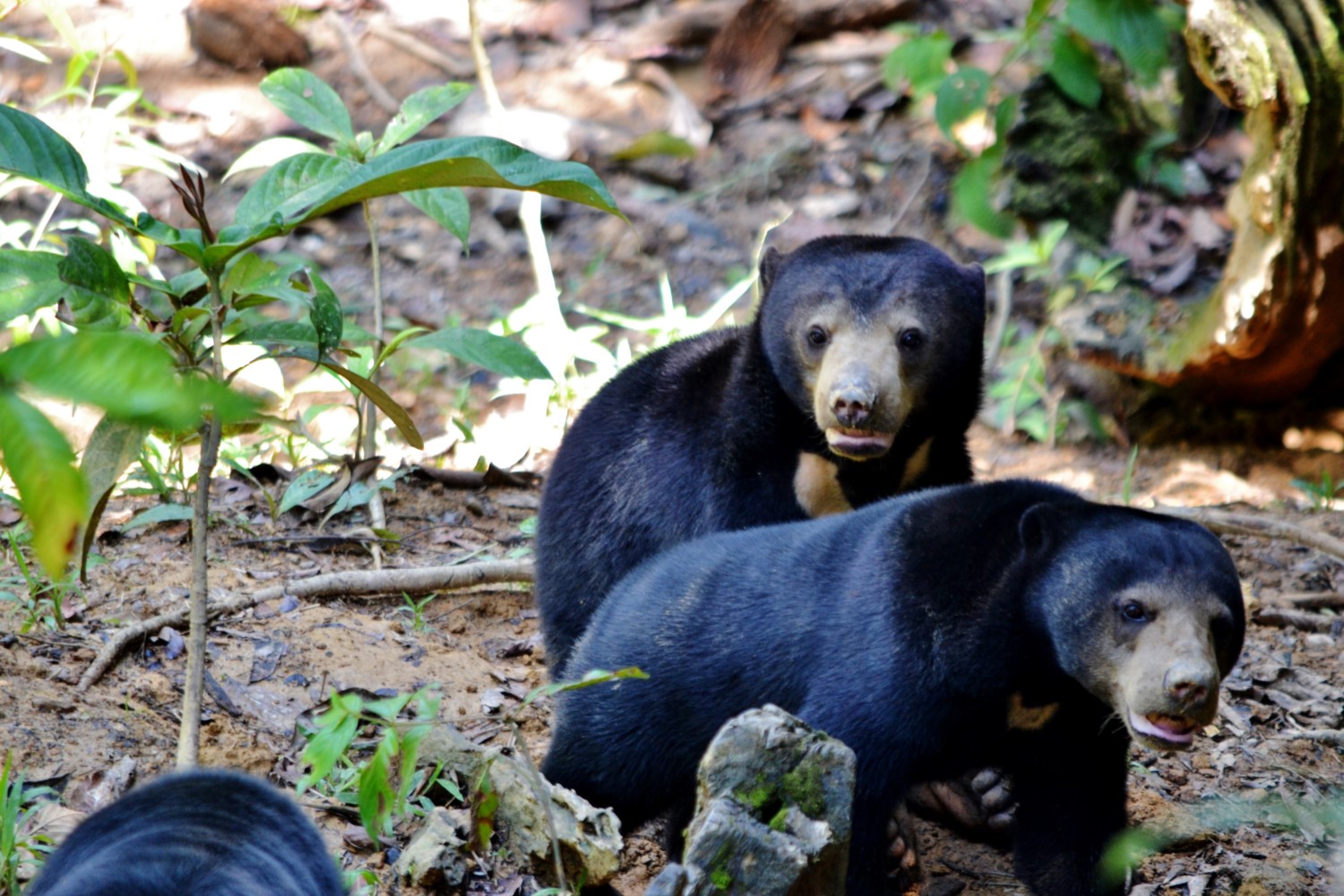 dove vedere gli orsi del borneo malese