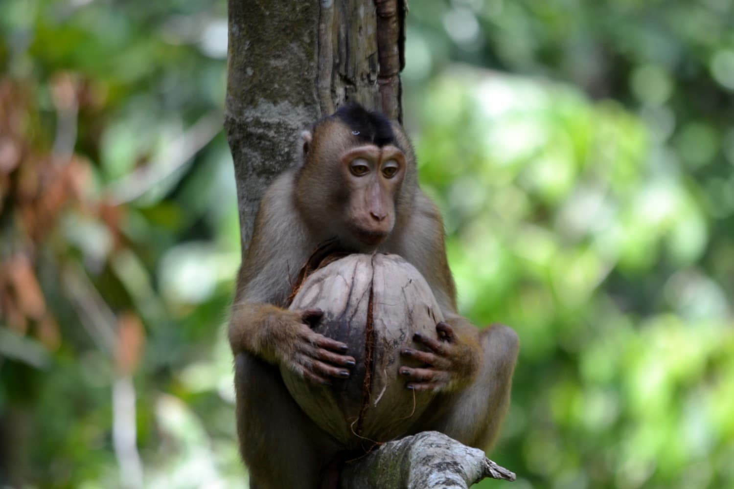 dove vedere gli orsi nel borneo malese dove vedere gli orsi nel borneo malese
