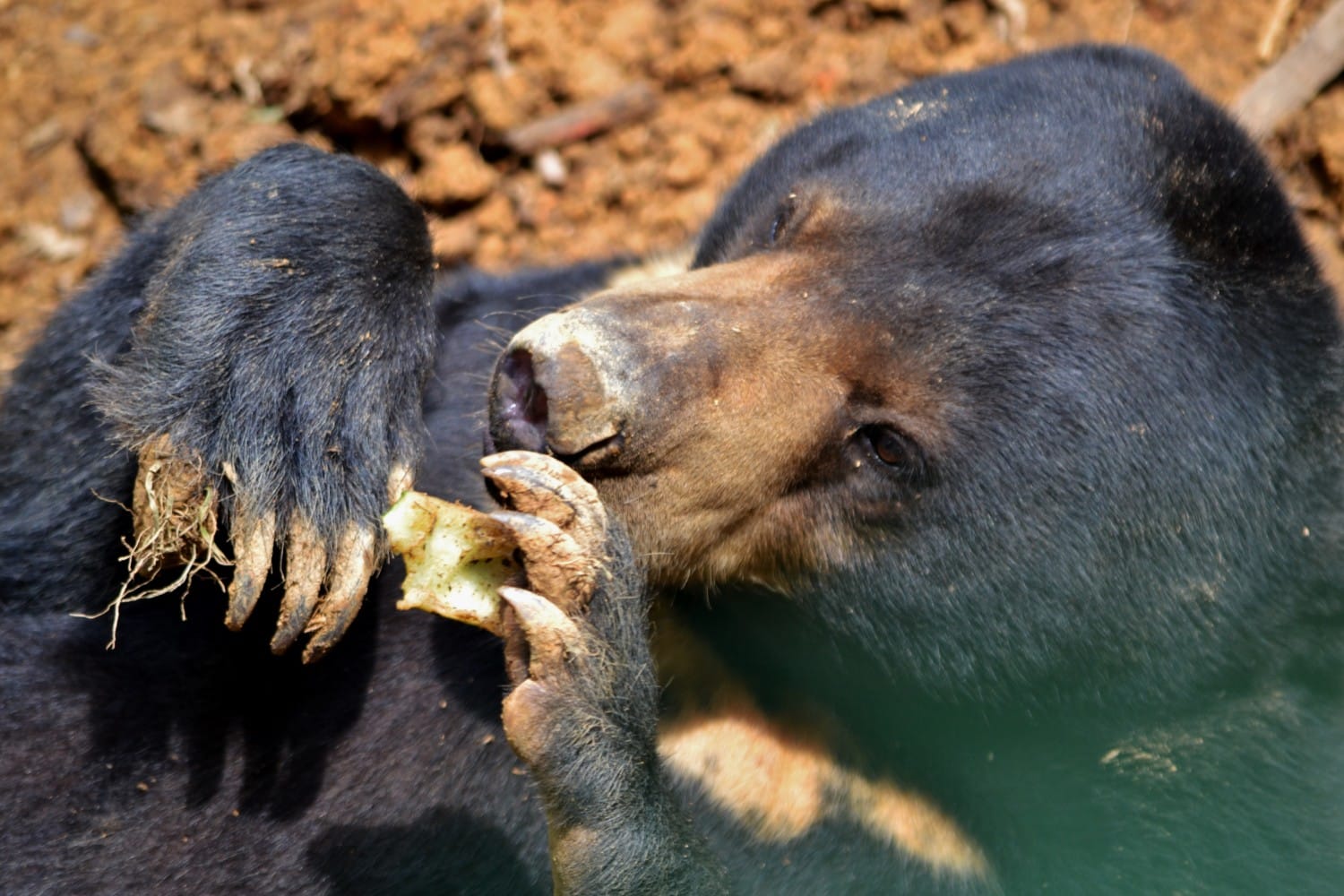 dove vedere gli orsi nel borneo malese dove vedere gli orsi nel borneo malese