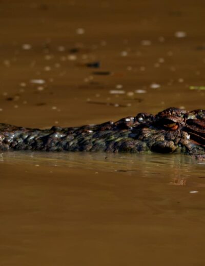 fiume kinabatangan borneo