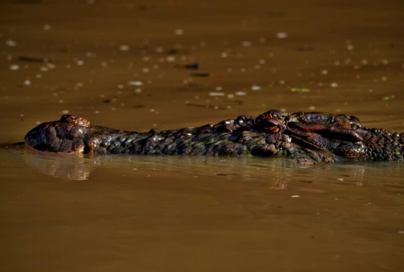 fiume kinabatangan borneo