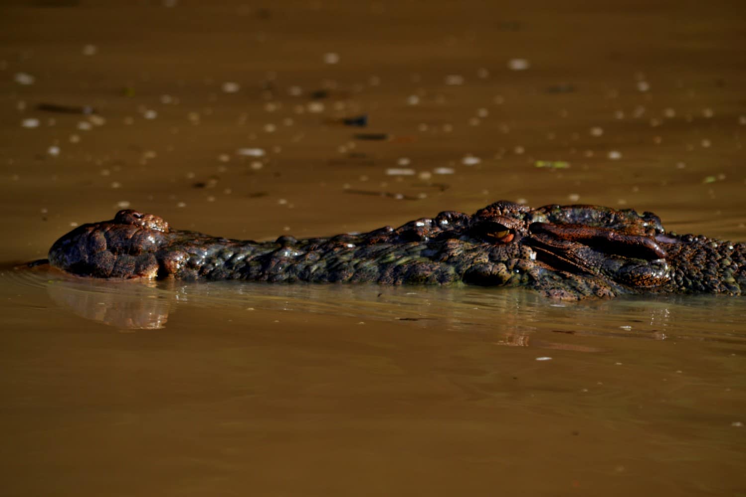fiume kinabatangan borneo