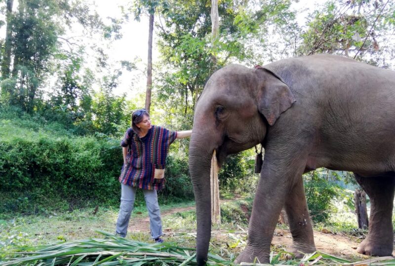 dove vedere gli elefanti in thailandia