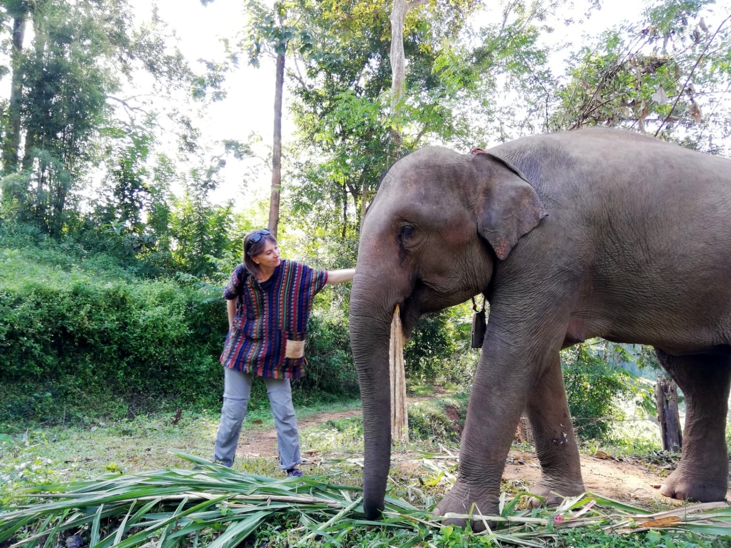 dove vedere gli elefanti in thailandia