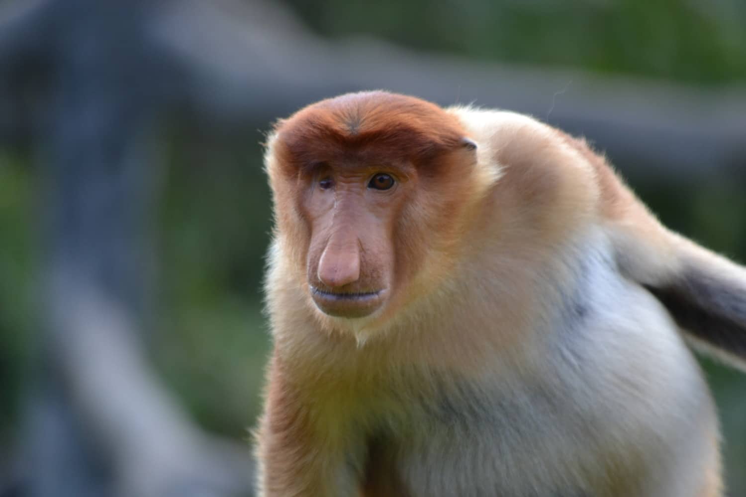 borneo fai da te itinerario