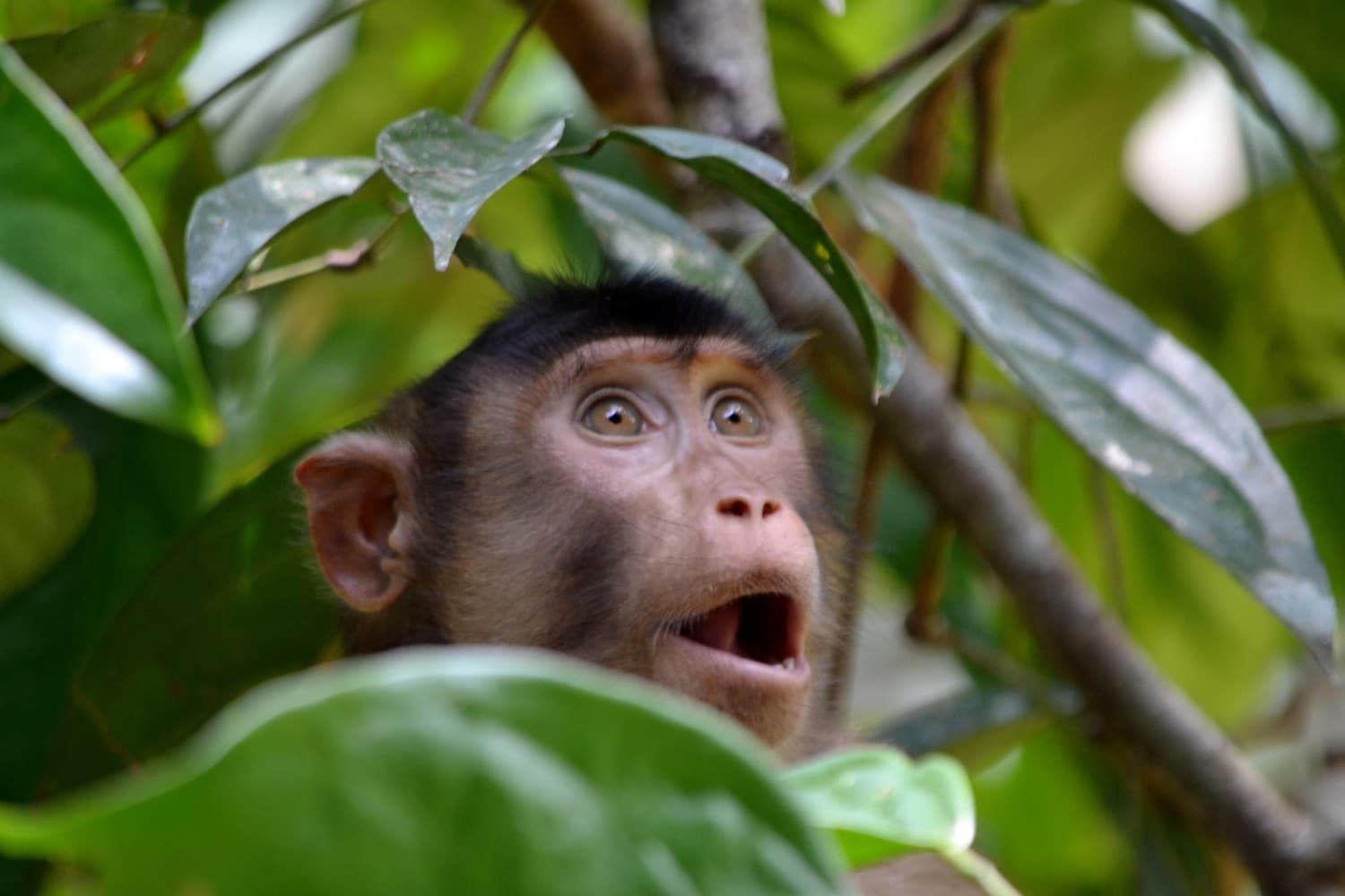 borneo fai da te itinerario