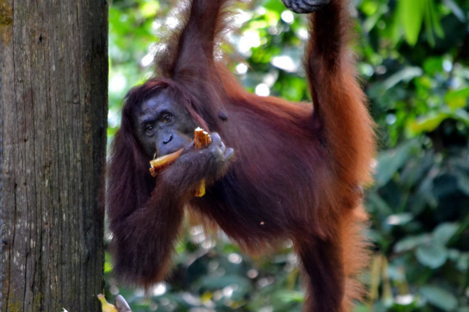 borneo fai da te itinerario