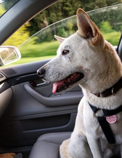 mete europa pet friendly