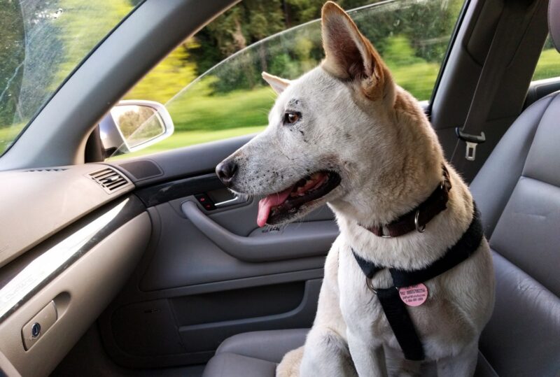 mete europa pet friendly