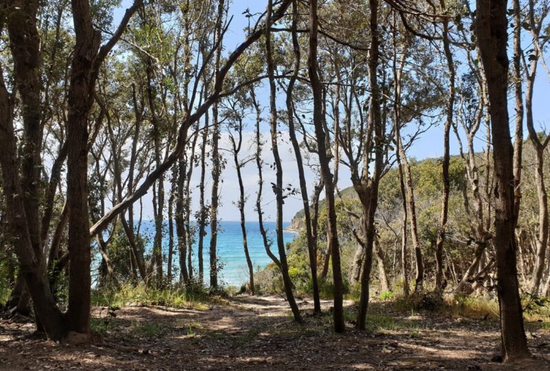 spiaggia di Cala Violina