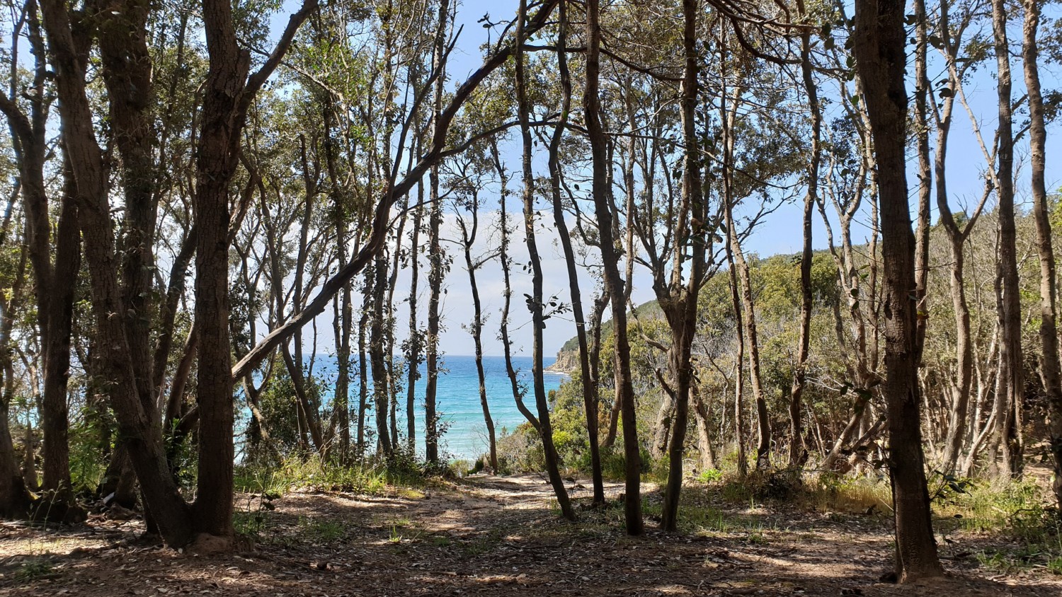 spiaggia di Cala Violina