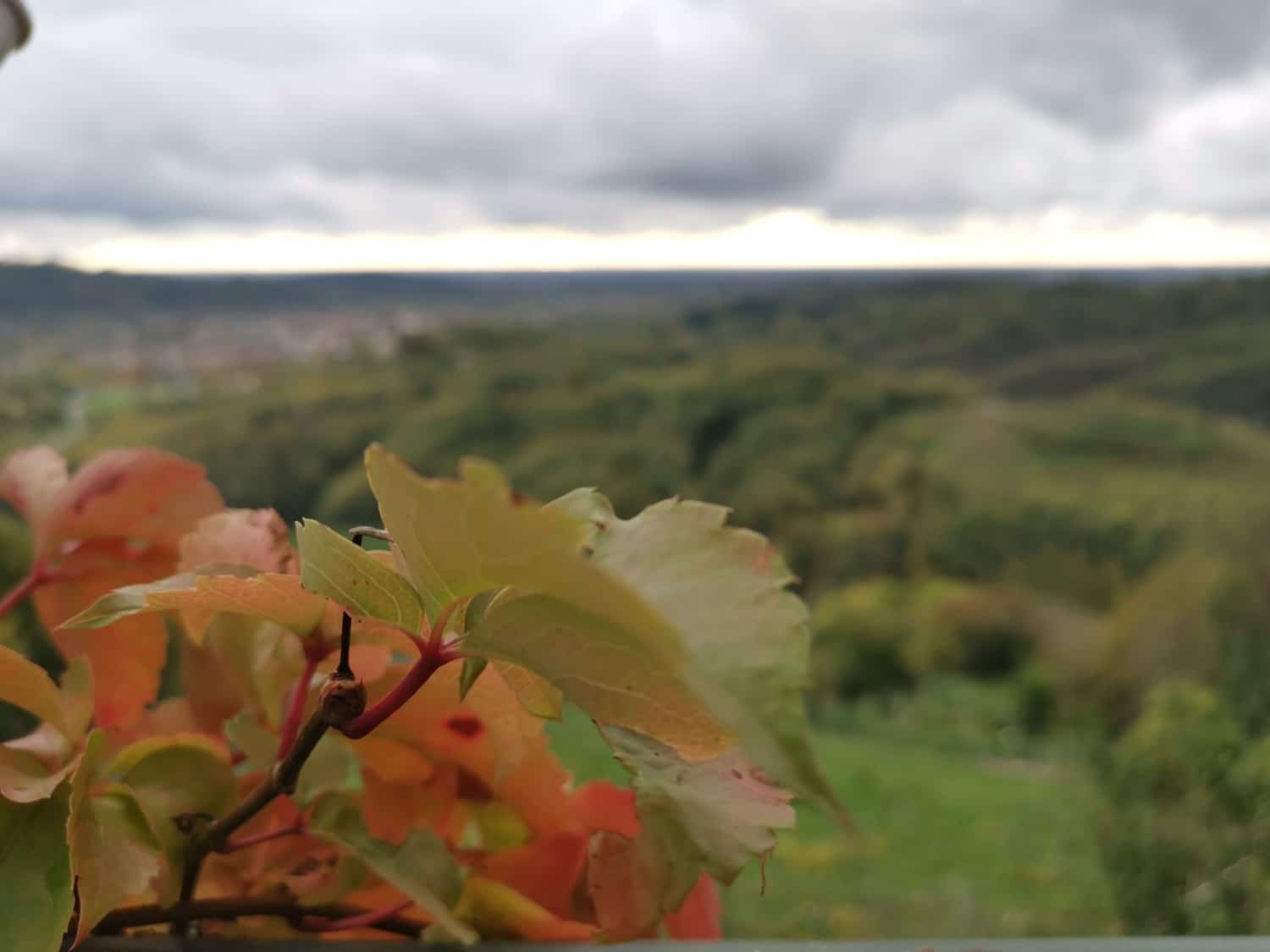 oro di ramandolo friuli