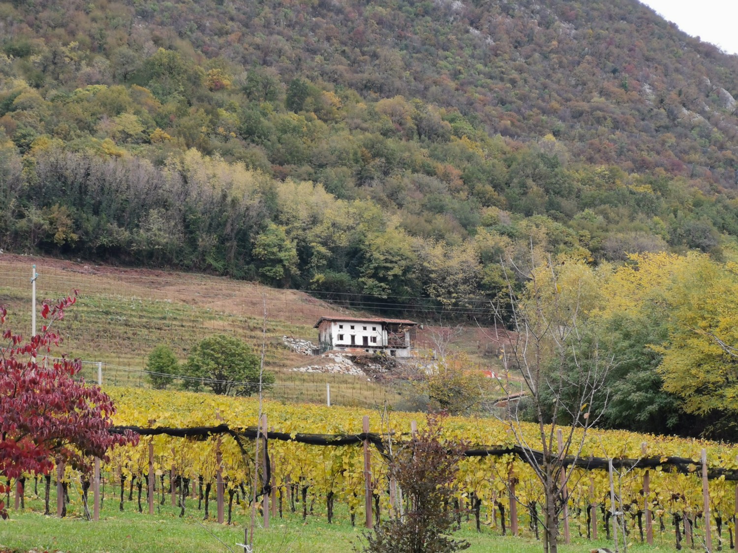oro di ramandolo friuli