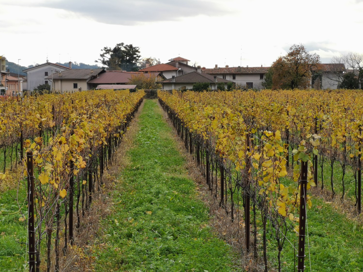 oro di ramandolo friuli