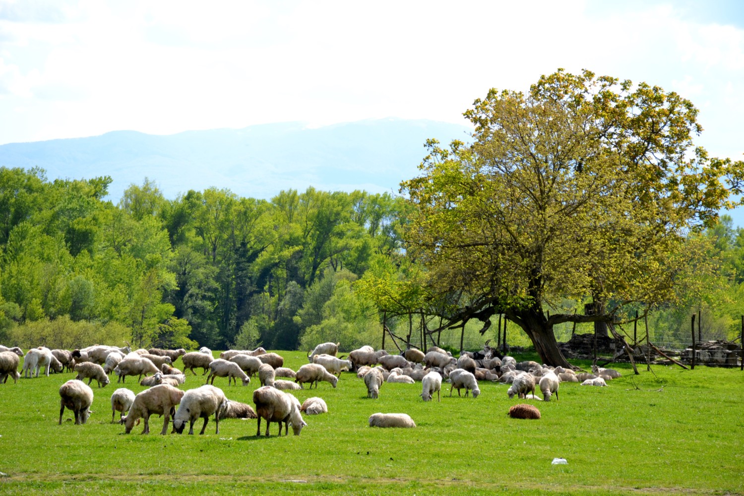 cosa vedere in georgia itinerario cosa vedere in georgia itinerario