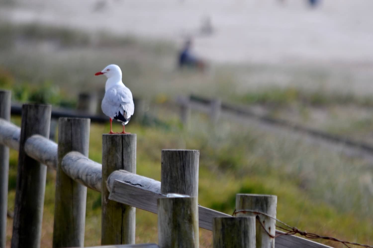 pacific coast da sydney a byron bay