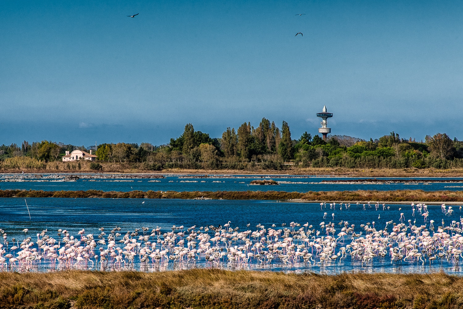 isola di albarealla delta del po