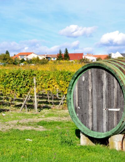 strada del vino dei piccoli carpazi