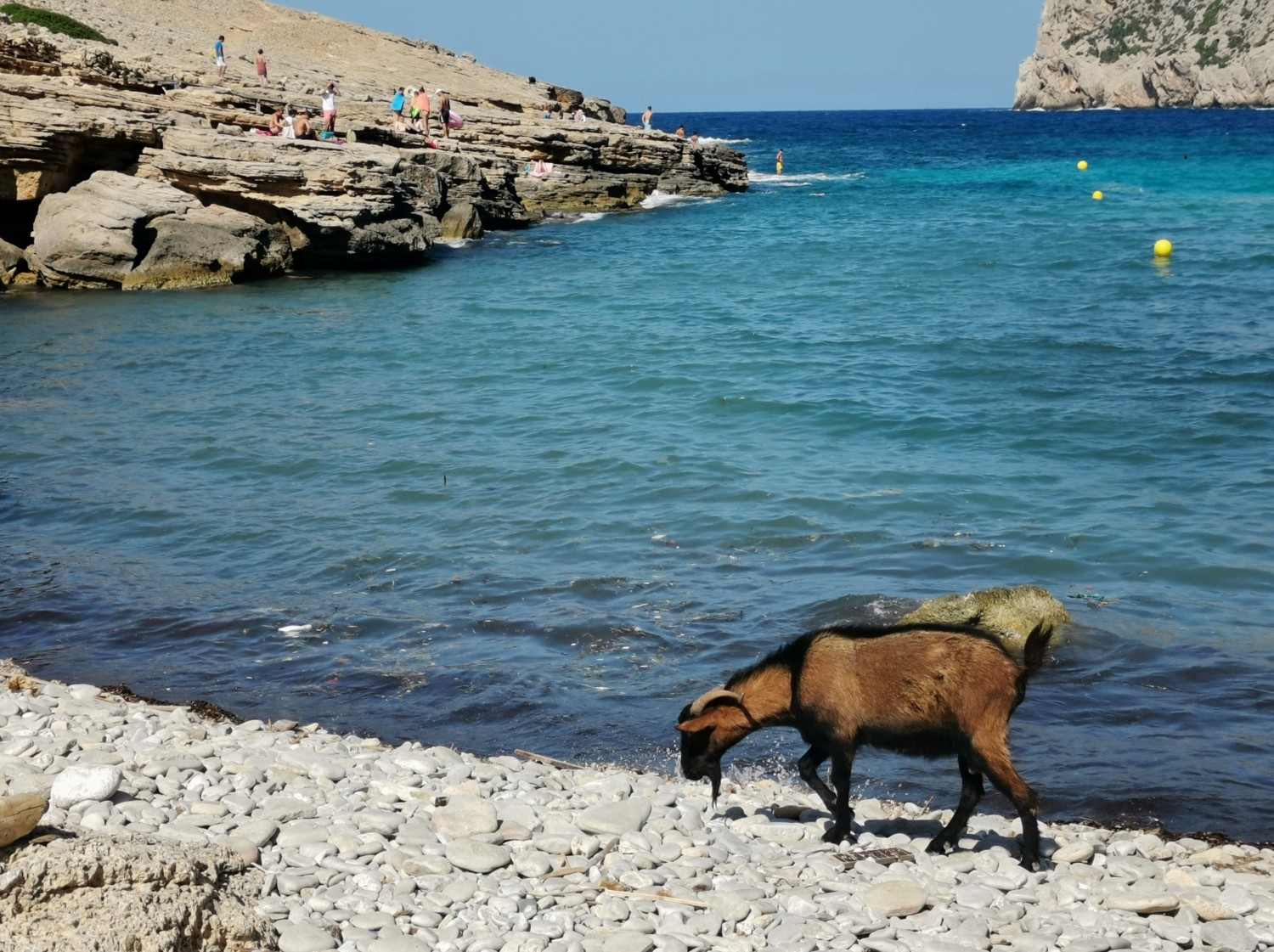 Capre sulla spiaggia di Cala Figueria Capre sulla spiaggia di Cala Figueria
