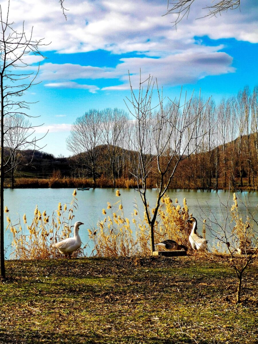 cosa vedere sul collio friulano