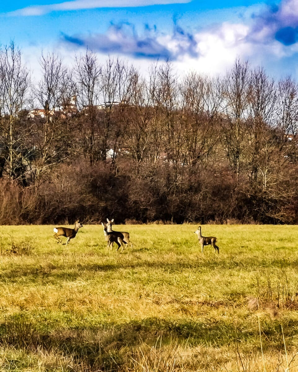 cosa vedere sul collio friulano