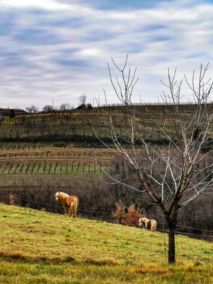 cosa vedere sul collio friulano