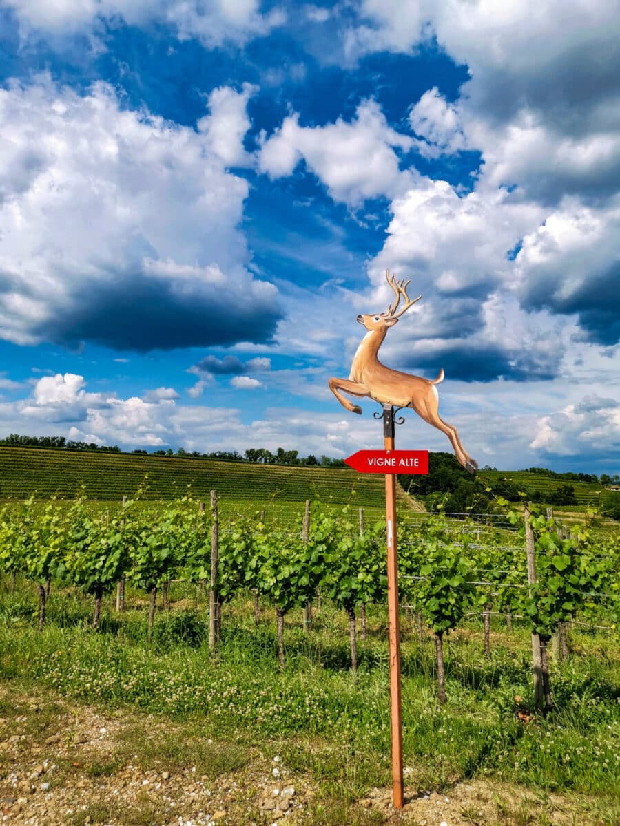 cosa vedere sul collio friulano