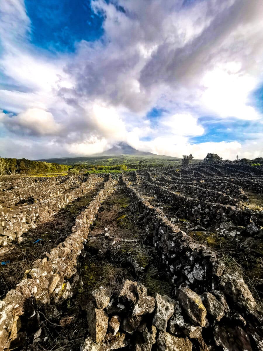 Paisagem da Cultura da Vinha