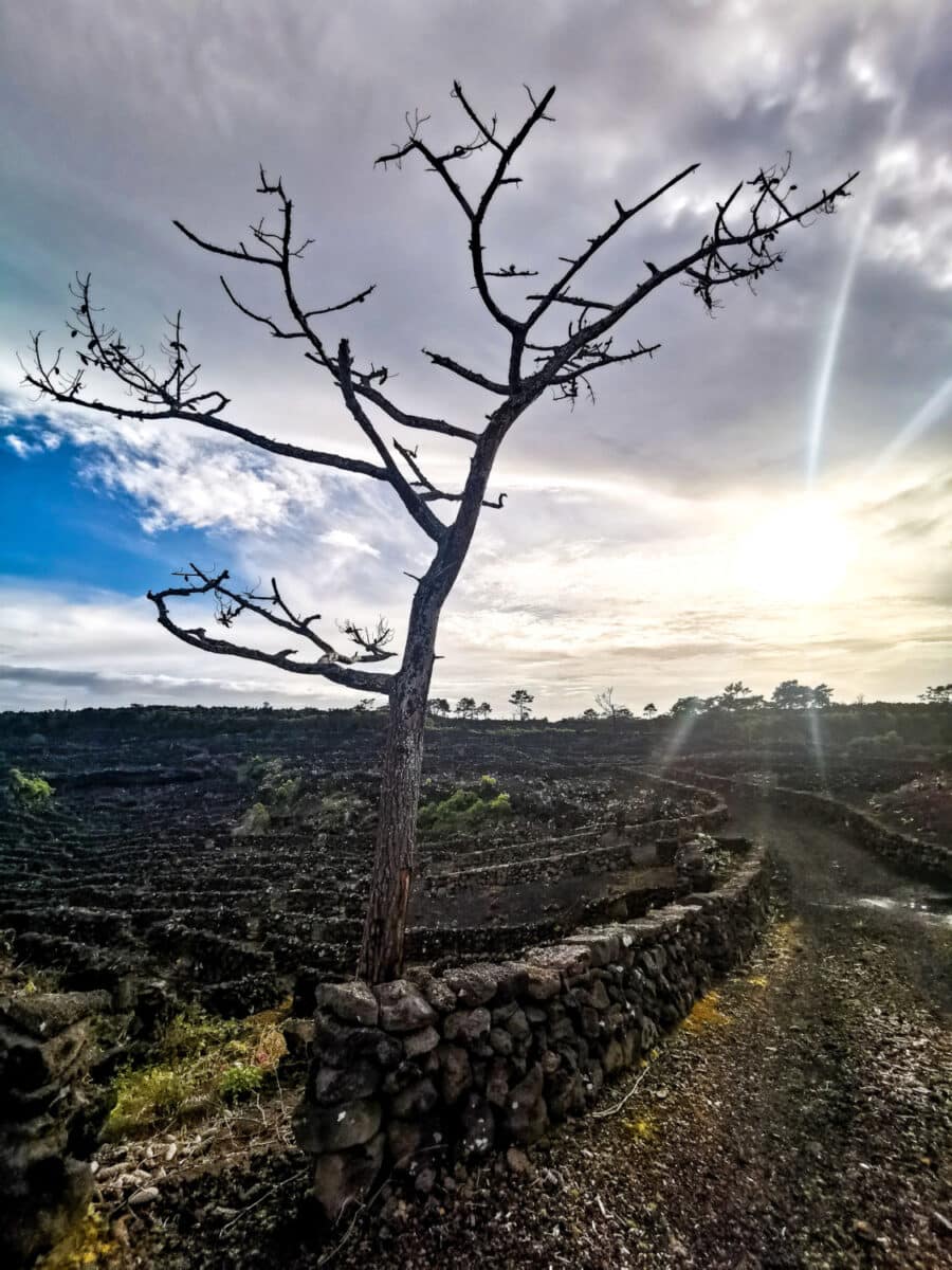 Paisagem da Cultura da Vinha
