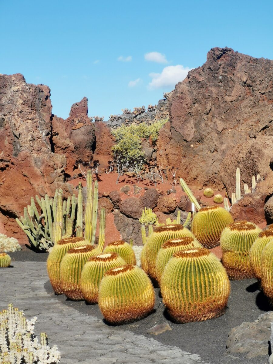Jardín de Cactus