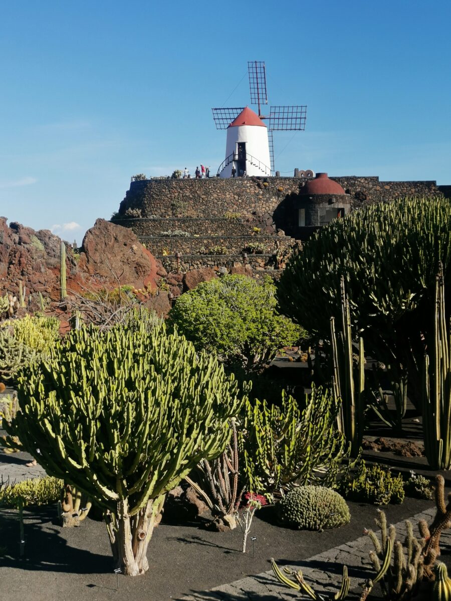 giardino di cactus