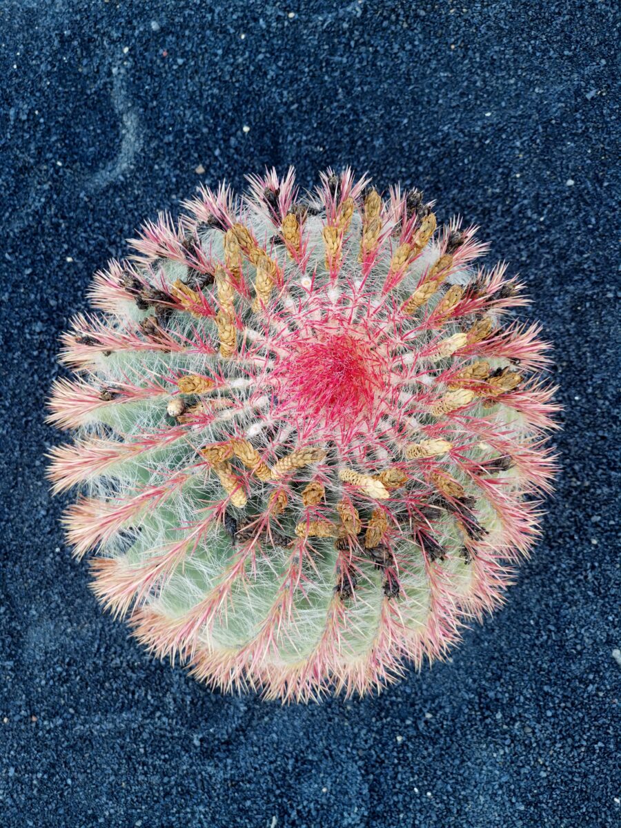 Jardín de Cactus