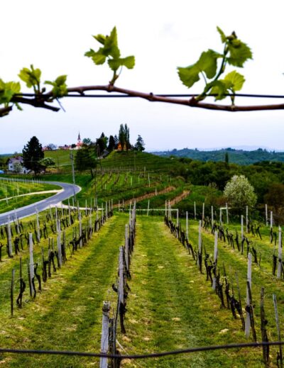 strada del vino di jeruzalem slovenia