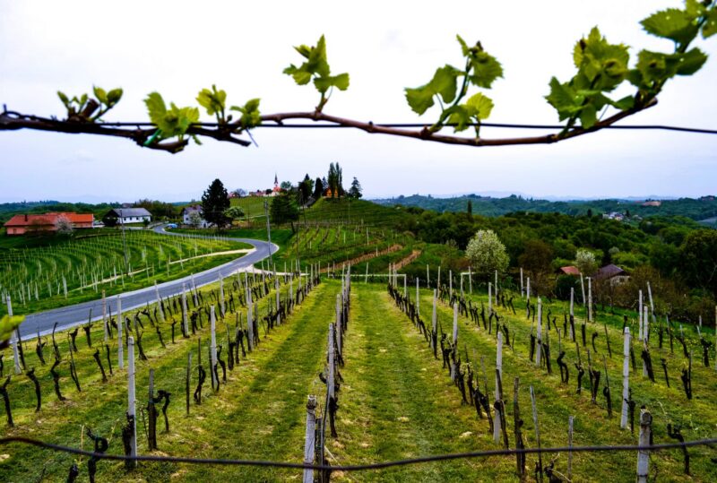strada del vino di jeruzalem slovenia